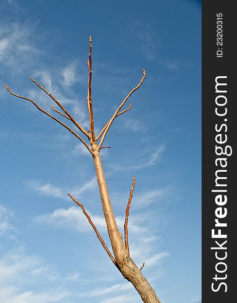 Dry tree in wood against the sky