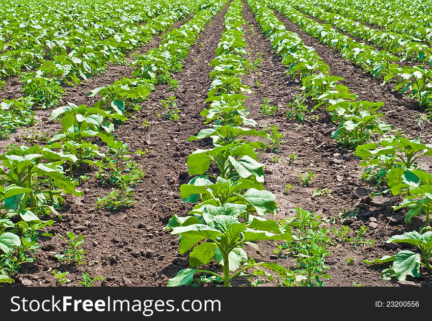 It represents a field full of potato plants, just rising from the dirt. It represents a field full of potato plants, just rising from the dirt