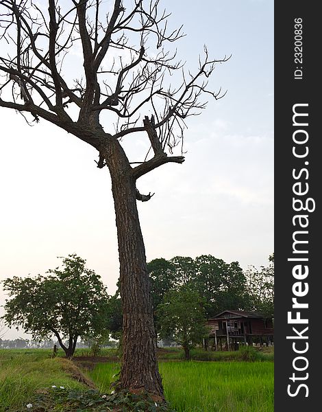 Dead trees, abandoned house in the middle of a cornfield. Dead trees, abandoned house in the middle of a cornfield.