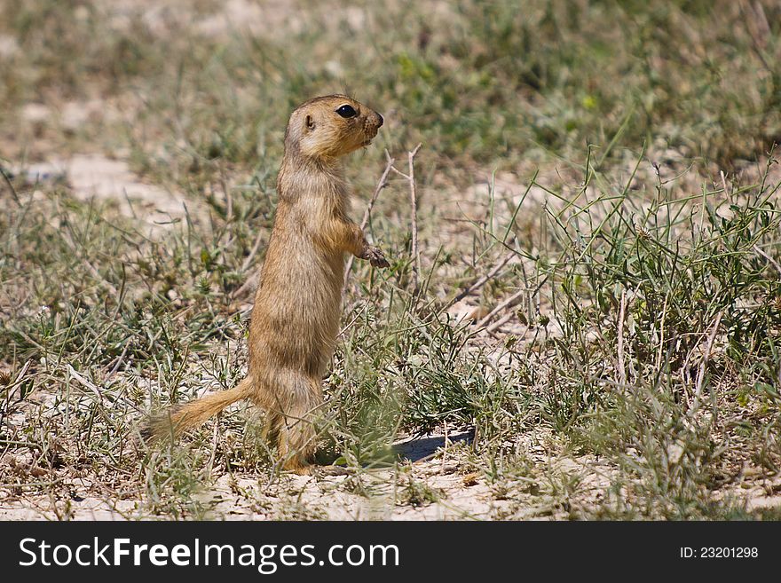 Little nice groundhog, gopher,marmot sitting in the sand. Little nice groundhog, gopher,marmot sitting in the sand