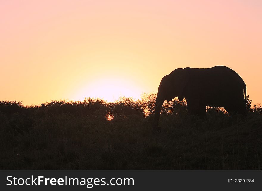 Taken in the Masai Mara at sunrise while on safari on September. Taken in the Masai Mara at sunrise while on safari on September