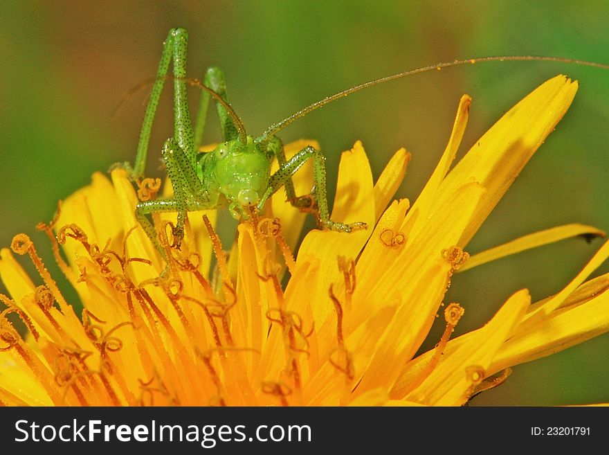 Green Locust On Flower