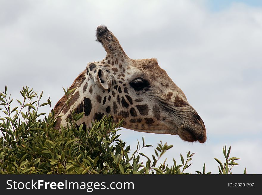 Taken in the Masai Mara in Septembe, a giraffe peers out from behind a bush. Taken in the Masai Mara in Septembe, a giraffe peers out from behind a bush.