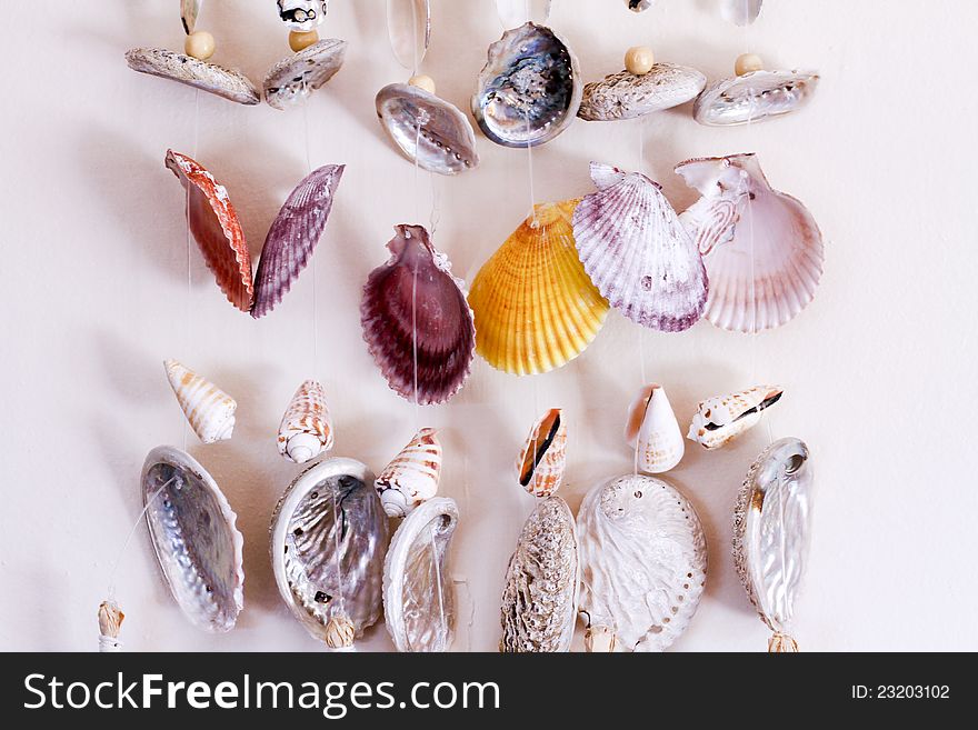 Sea shell decorative arrangement hanging on a wall. Sea shell decorative arrangement hanging on a wall