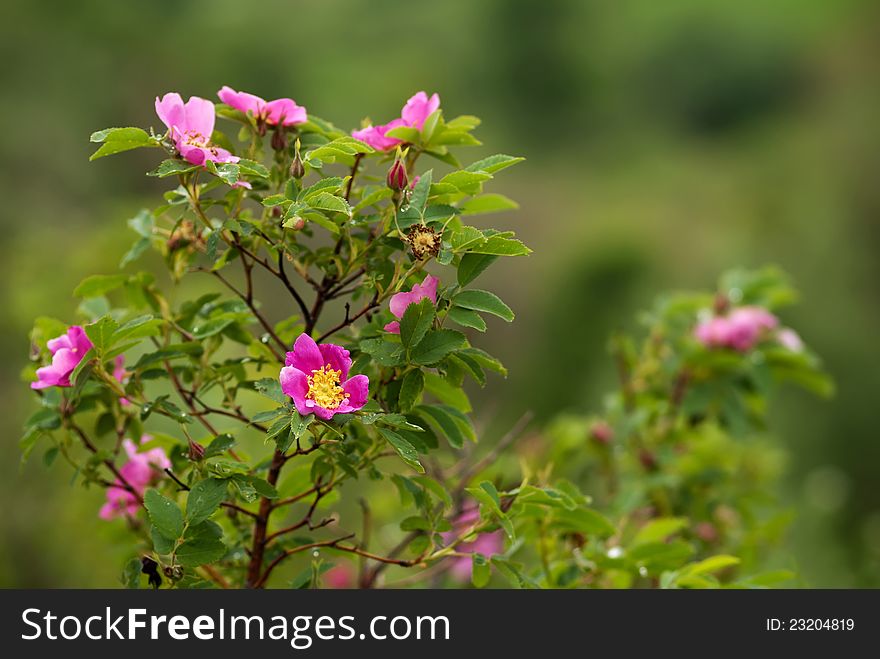 The blossoming briar bush with pink flowers