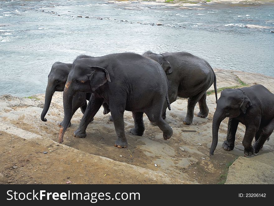 Elephants near river walking on steps.