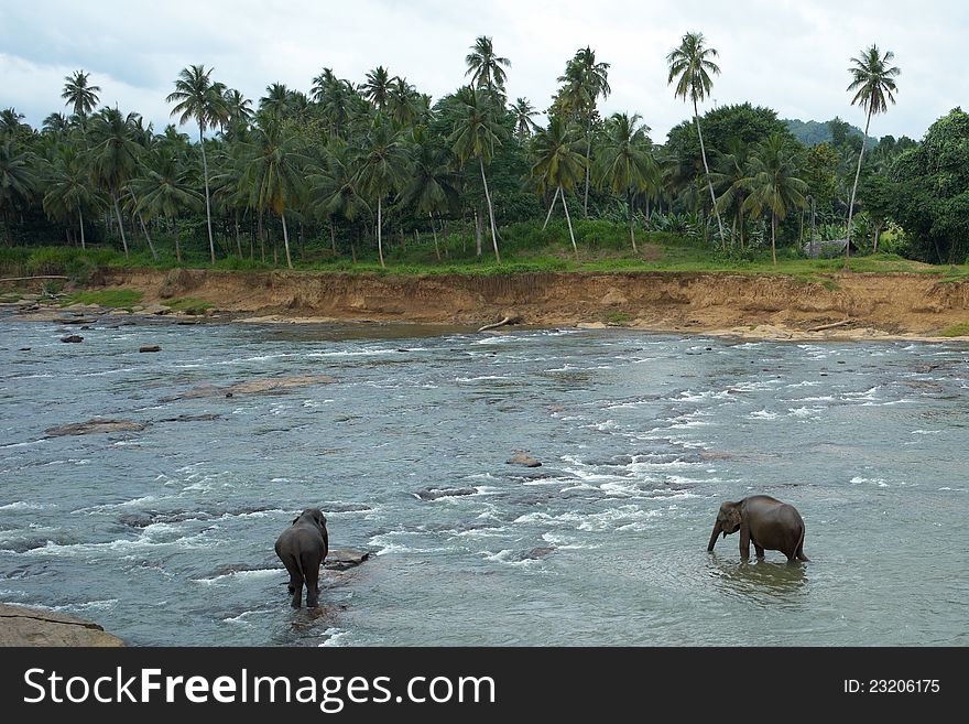 Elephants in the river with palms at the back.