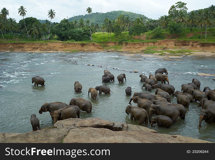 Elephants in the river with palms at the back.