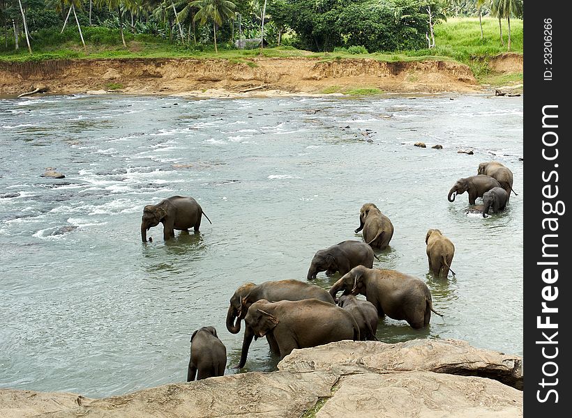 Elephants in the river drinking water