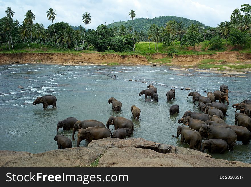 Elephants in the river bath .