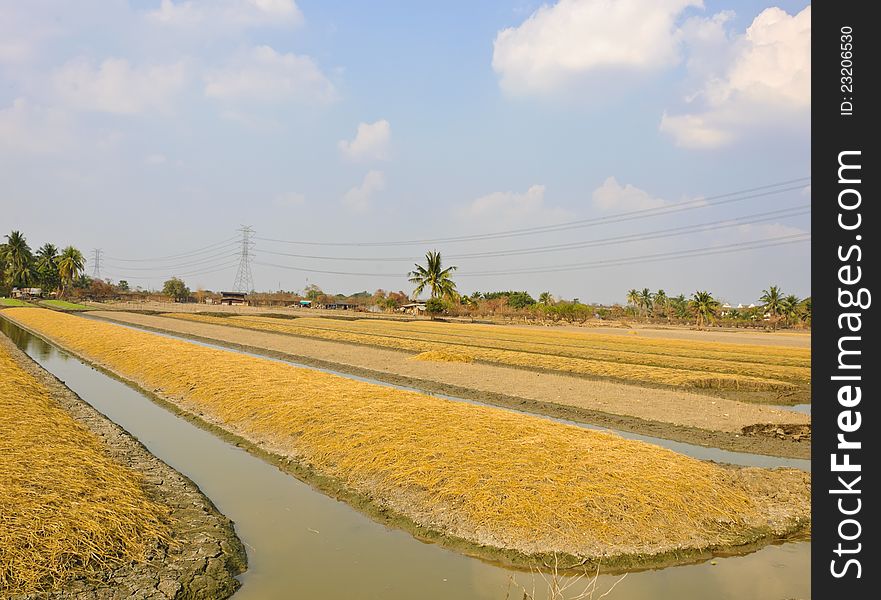 Soil preparation land for vegetable cultivation