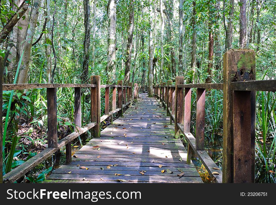 Wooden Bridge Through Peat Swamp Forest