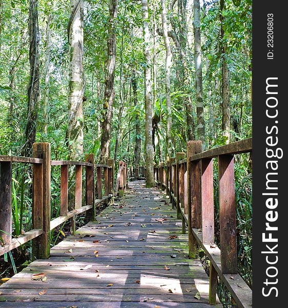 Wooden bridge in peat swamp forest in Thailand. Wooden bridge in peat swamp forest in Thailand