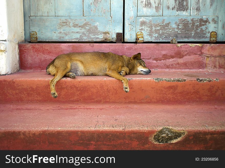 Dog Sleeping On Stairs