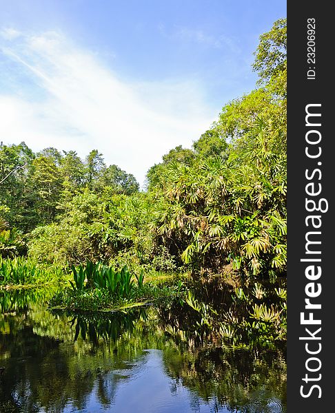 Peat swamp forest in Thailand