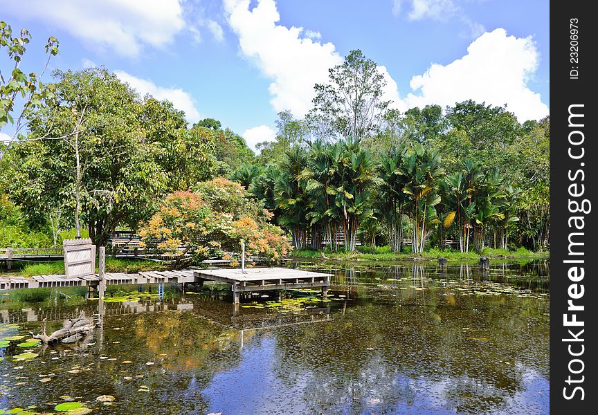 Peat swamp forest in Thailand. Peat swamp forest in Thailand