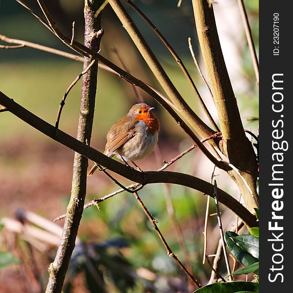 European or English Robin perched on a branch (Erithacus Rubecula). European or English Robin perched on a branch (Erithacus Rubecula)