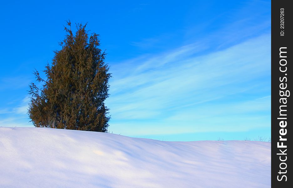 Lonely tree in snow on blue sky background