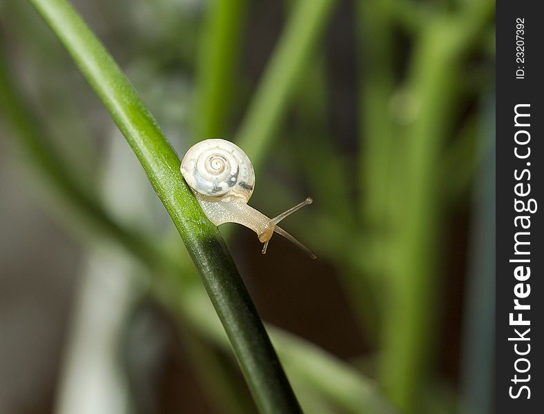 Crawling snail on green leaf