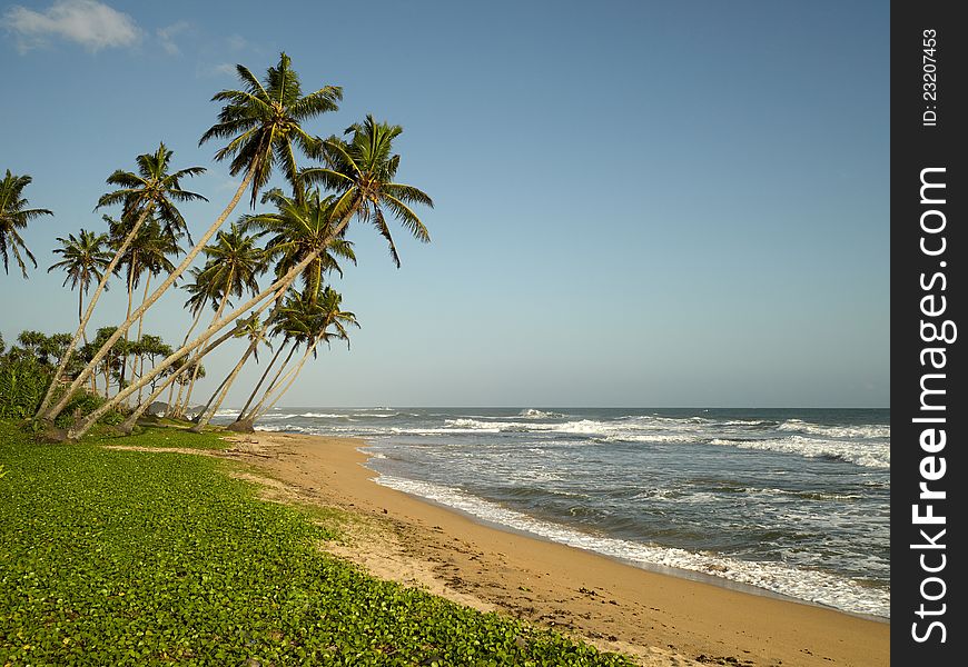 Sea and coconut palm on the beach.