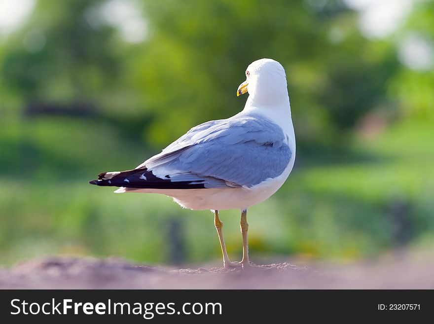 Seagull looks to the side