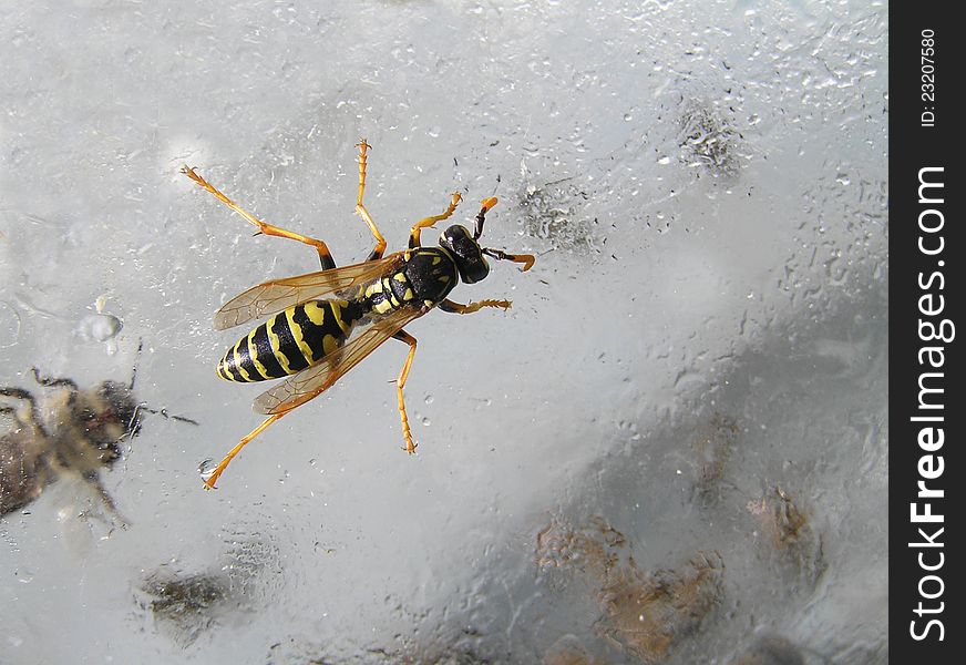 Wasp is on a glass jar with sugar syrup. It is attracted by the smell of sugar. Wasp is on a glass jar with sugar syrup. It is attracted by the smell of sugar.