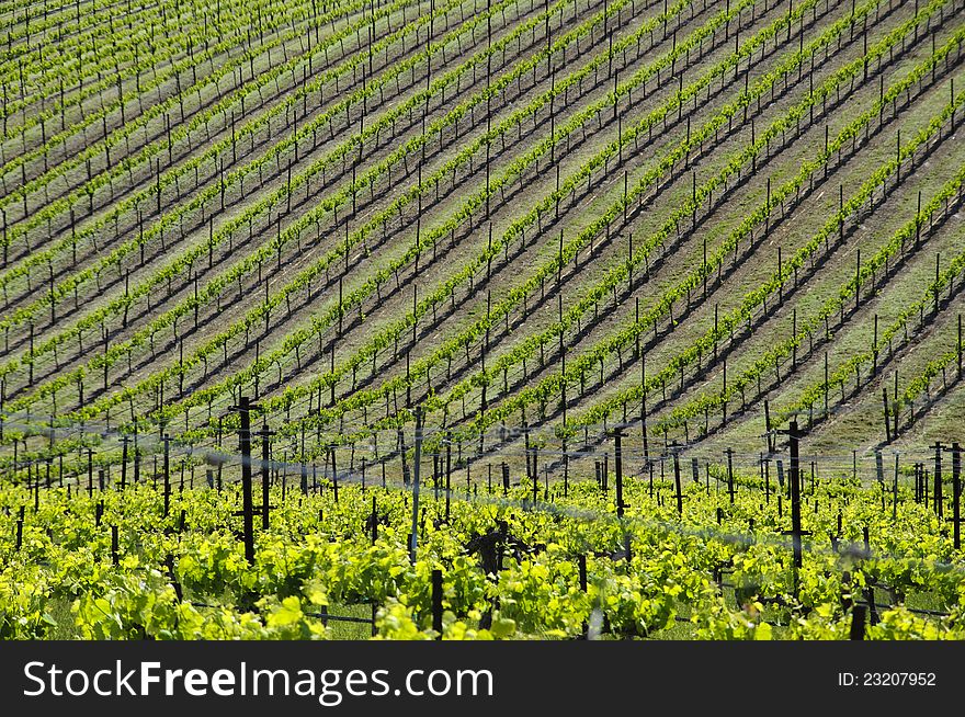 Grapevines on a hillside in California. Grapevines on a hillside in California