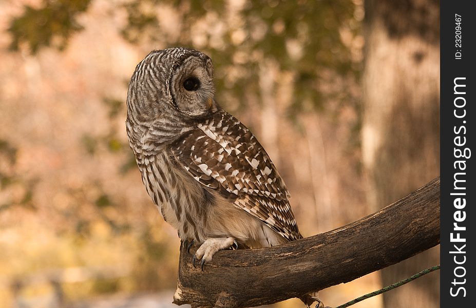 Injured owl that resides at Mountsberg conservation area - Mountsberg Ontario