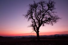 Single Tree After Sunset With Violet Skies, Pfalz Stock Photos Single Tree After Sunset With Violet Skies, Pfalz Stock Photos