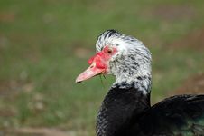 Muscovy Duck Stock Images