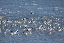Snow Geese Landing In The Lake Royalty Free Stock Photography