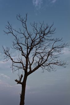 Dead Trees And Dry. Royalty Free Stock Image