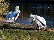 Pelicans On Vacation. Royalty Free Stock Photography Pelicans On Vacation. Royalty Free Stock Photography