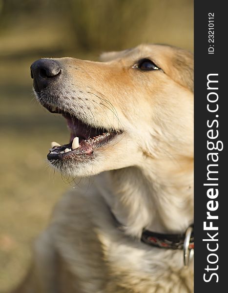 Portrait of crossbreed collie and retriever