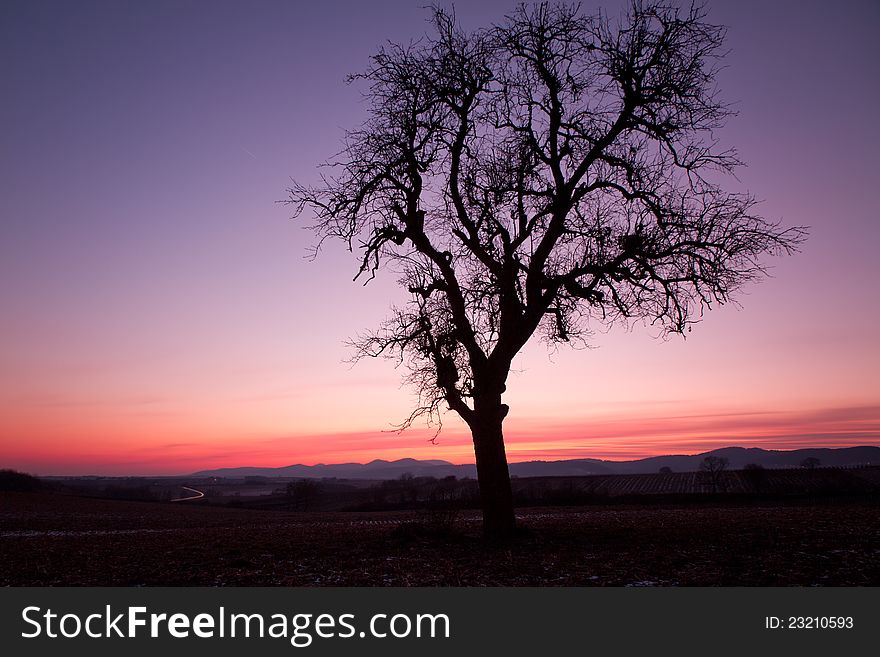 Single tree after sunset with violet skies, Pfalz, Germany