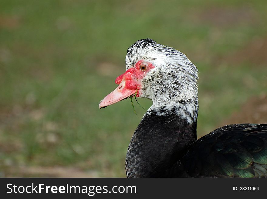Muscovy duck against green background