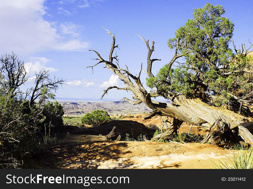 Desert Landscape Of Arizona, USA