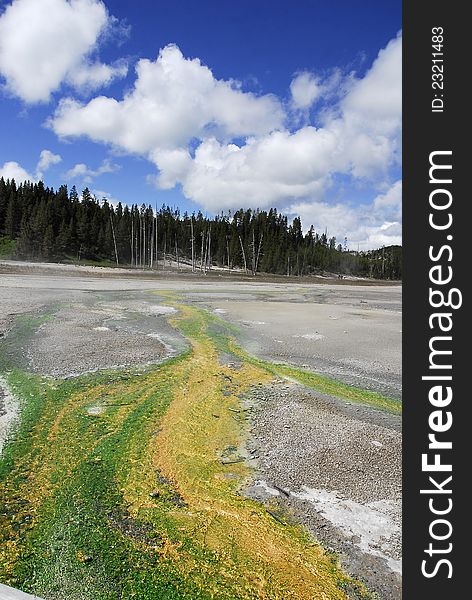Green and Yellow mineral deposits meander in the distance of a hot spring field in Yellowstone National Park. Green and Yellow mineral deposits meander in the distance of a hot spring field in Yellowstone National Park