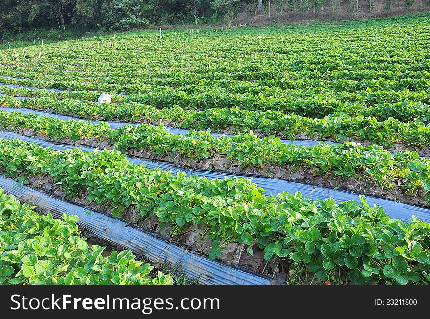 Row of strawberry tree in the farm. Row of strawberry tree in the farm