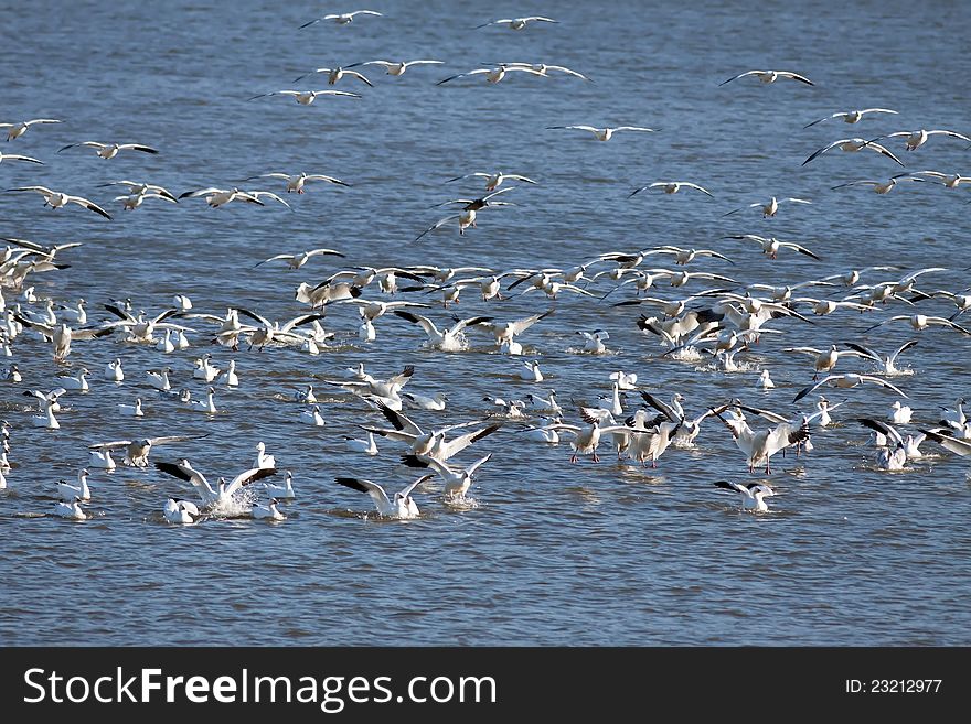 Snow Geese Landing in the Lake