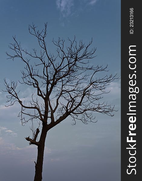 Silhouette of a dead tree in a dry, blue sky. Silhouette of a dead tree in a dry, blue sky.