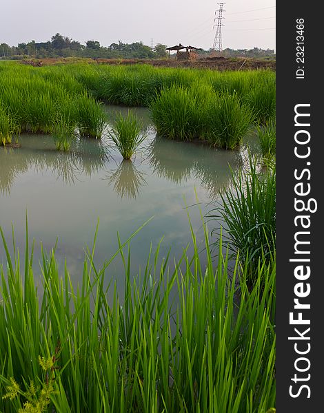 Space In The Rice Fields.