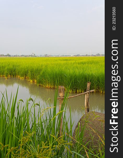 Cement pipe for drainage in the paddy fields. Cement pipe for drainage in the paddy fields.