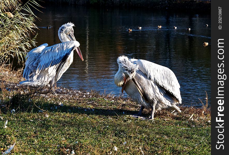 On the shore of a small pond located a couple of pelicans. They bask in the sun and clean their feathers. On the shore of a small pond located a couple of pelicans. They bask in the sun and clean their feathers.