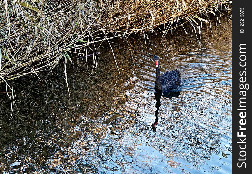 Black swan swimming along the shore of the pond. The shore is overgrown with reeds, which hangs over the water. Black swan swimming along the shore of the pond. The shore is overgrown with reeds, which hangs over the water.