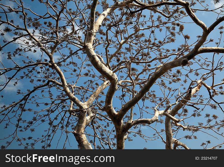Old white colored tree with few leaves under blue sky