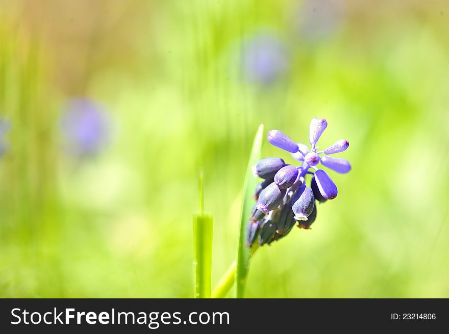 Grape hyacinth or 'muscari armeniacum' with shallow dof in spring garden. Grape hyacinth or 'muscari armeniacum' with shallow dof in spring garden