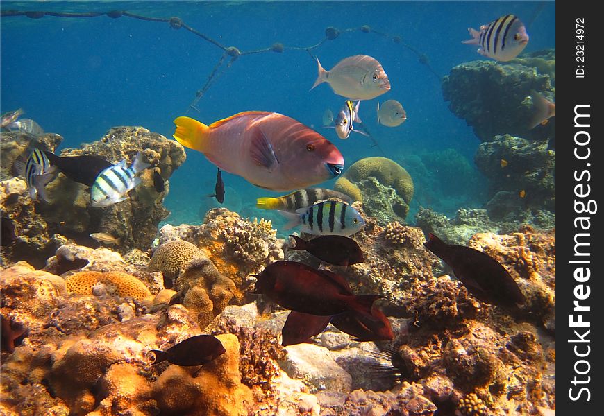 Morning On A Coral Reef