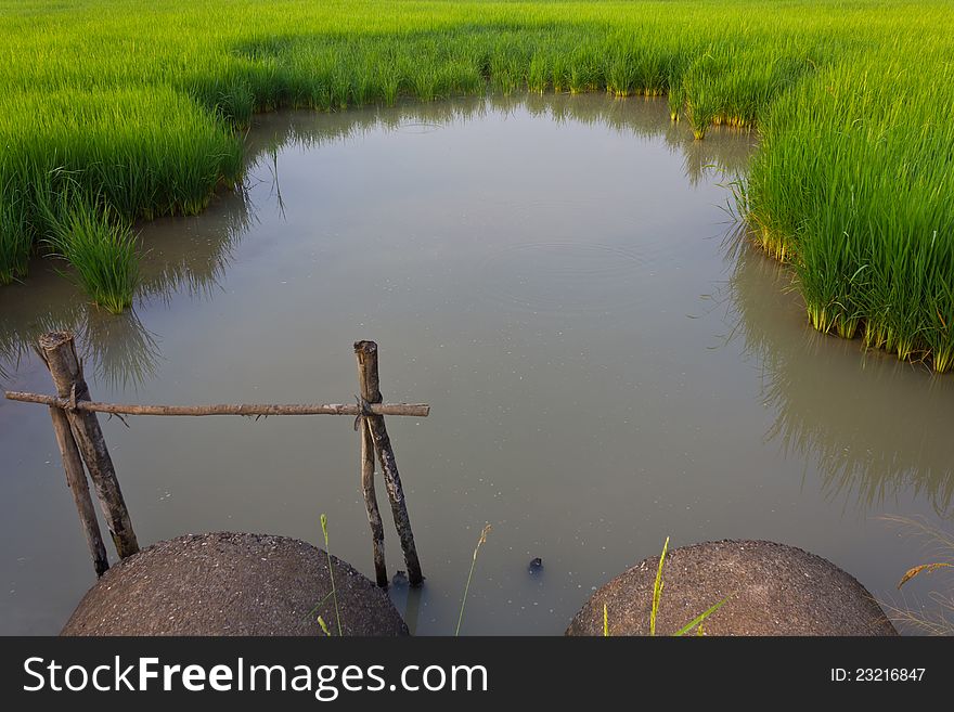 Cement pipe for drainage in the paddy fields. Cement pipe for drainage in the paddy fields.