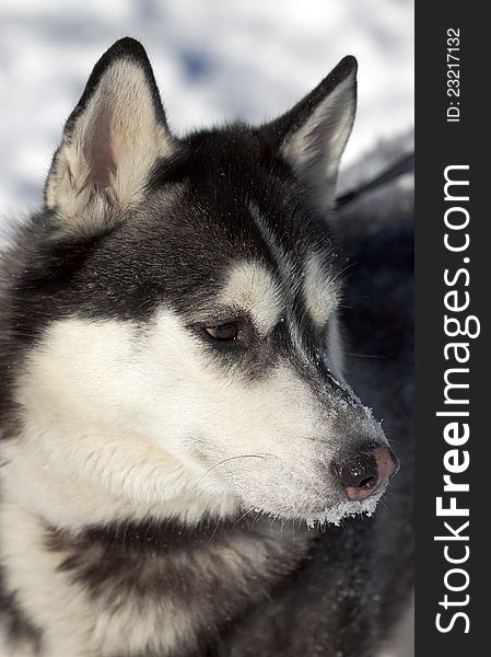 Photo beautiful adult dog, the Siberian Husky. Photo beautiful adult dog, the Siberian Husky